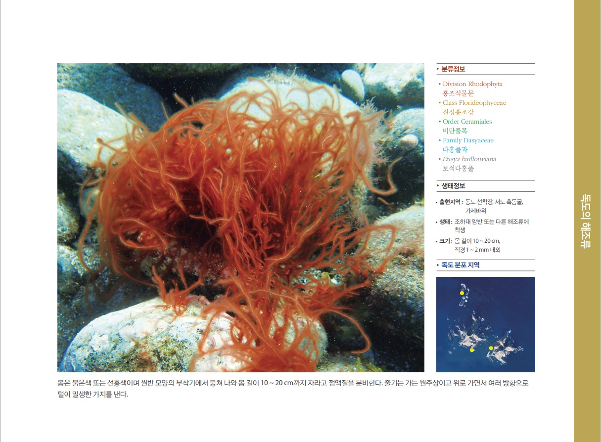 보석다홍풀 정보
